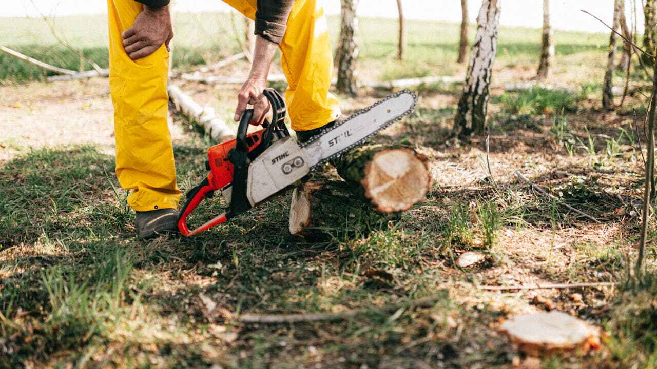 Large Tree Removal in Buena Vista, GA